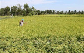 Điều kiện nhận tặng cho đất trồng lúa