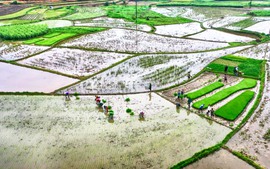 Kết thúc lấy nước đợt 1: Trên 399.000 ha gieo cấy Đông Xuân đã đủ nước