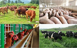 Đẩy mạnh hoạt động Khoa học và Công nghệ ngành chăn nuôi