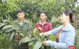 Sơn La: Liên kết sản xuất, tăng giá trị, đem lại thu nhập cao cho nông dân