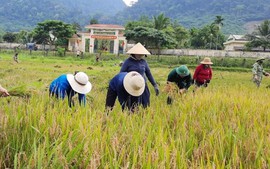 Tín hiệu lạc quan từ xuất khẩu gạo đầu năm