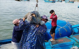 Phú Yên chủ động ngăn chặn tàu cá khai thác vùng biển nước ngoài