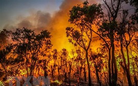 Thủ tướng Chính phủ yêu cầu tăng cường các biện pháp cấp bách phòng cháy, chữa cháy rừng