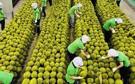 Điểm danh 4 mặt hàng nông sản Việt Nam được thế giới ưa chuộng