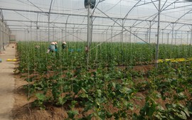 Sản xuất nông nghiệp của Bắc Giang phát triển ổn định