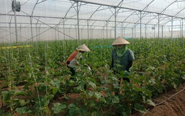 Bắc Giang phát triển nông nghiệp gắn với thế mạnh đặc trưng