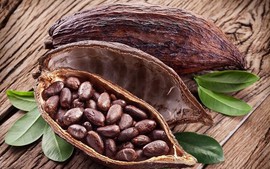 Giá cacao xuống mức thấp nhất 1 tháng qua