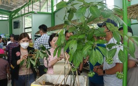 Quảng Nam đẩy mạnh phát triển cây dược liệu có giá trị kinh tế cao