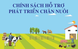 Infographics: Chính sách hỗ trợ phát triển chăn nuôi