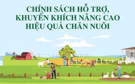 Infographics: Chính sách hỗ trợ, khuyến khích nâng cao hiệu quả chăn nuôi