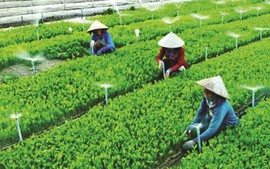 Quy chế hoạt động của Ban Chỉ đạo quốc gia về kinh tế tập thể