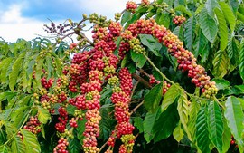 THỊ TRƯỜNG HÀNG HÓA: Cà phê dẫn đầu xu hướng