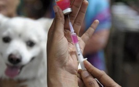 WHO hỗ trợ Việt Nam 9.000 liều vaccine phòng dại cứu người