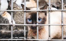 Hà Nội tăng cường phòng bệnh dại và hỗ trợ chuyển đổi hoạt động buôn bán thịt chó mèo