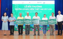 Bảo hiểm cây lúa: ‘Lá chắn’tài chính cho chuỗi sản xuất – tiêu thụ lúa gạo