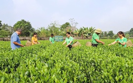 Sức vươn mình nơi vùng quê Phú Thịnh