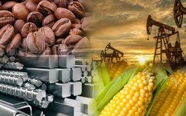 THỊ TRƯỜNG HÀNG HÓA: Ca cao rớt giá, ngô phục hồi nhẹ