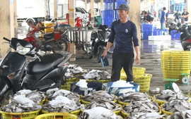 Hoàn thiện hạ tầng nghề cá hiện đại, thúc đẩy kiểm soát IUU tại cảng cá lớn nhất miền Trung