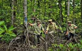 Lâm nghiệp: Phát triển thị trường tín chỉ carbon từ định danh lô rừng