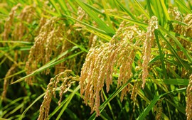 ĐBSCL đối mặt nhiều nguy cơ dịch hại vụ thu đông