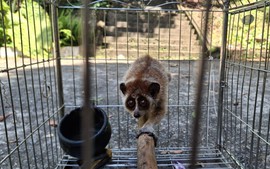 Bảo tồn động vật hoang dã: Từ chủ trương đến thực tiễn