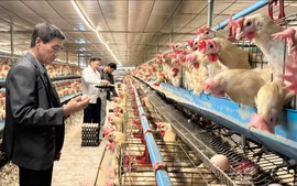 Nông nghiệp tuần hoàn: Mở đường cho tăng trưởng xanh