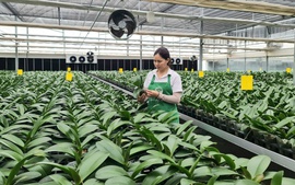 Kiến tạo nông thôn mới: Bứt phá từ nông nghiệp công nghệ cao và chuyển đổi số