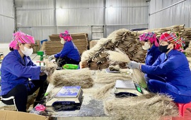 Miến dong Tài Hoan - OCOP 5 sao từ nông sản vùng cao Thái Nguyên