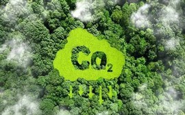 Thị trường tín chỉ carbon: 'Tài sản xanh' mở đường cho kinh tế bền vững