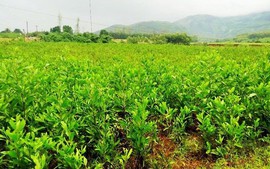 Thủ tục cấp Giấy chứng nhận quyền sử dụng đất nông nghiệp