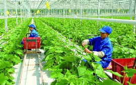 Đã có nhiều ưu đãi tín dụng cho lĩnh vực nông nghiệp