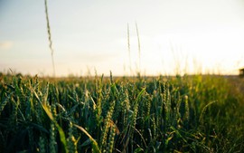 Vương quốc Anh thông qua Luật về Công nghệ Di truyền chọn tạo giống chính xác