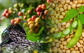 THỊ TRƯỜNG HÀNG HÓA: MXV-Index sụt, cà phê và đậu tương vẫn hút lực mua