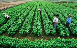 Sửa một số quy định về tiền sử dụng đất