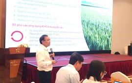 Cuộc 'cách mạng' lần thứ 3 của lúa gạo Việt Nam: Hạt gạo xanh cho tương lai