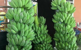 Xuất khẩu chuối của Việt Nam hoàn toàn có thể chạm mốc 1 tỷ USD