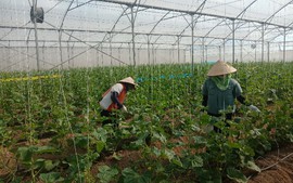 Bắc Ninh phát huy vai trò hợp tác xã: Động lực làm mới diện mạo nông thôn