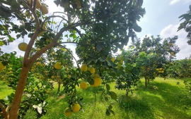 Bắc Ninh bứt phá trong xây dựng nông thôn mới: Diện mạo đổi thay, đời sống người dân được nâng cao