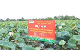 Dự án khuyến nông tạo đà cho phát triển nông nghiệp gắn với làng nghề