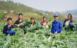 Việt Nam – Ấn Độ: Hình mẫu hợp tác y học cổ truyền