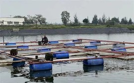 Tổng hợp nhu cầu giống, vật tư thủy sản để khôi phục sản xuất sau mưa lũ