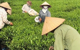 HTX Nông lâm nghiệp Bắc Sơn: Nâng tầm chè địa phương bằng chuỗi giá trị bền vững