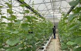 Từ phòng thí nghiệm ra đồng ruộng: Đưa KHCN phục vụ nông nghiệp, nông dân