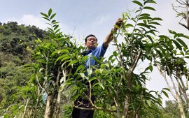 Vững bước thoát nghèo – Lan tỏa sức mạnh từ những mô hình sinh kế bền vững