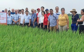 Phát triển liên kết chuỗi giá trị: Động lực nâng cao sản xuất lúa gạo