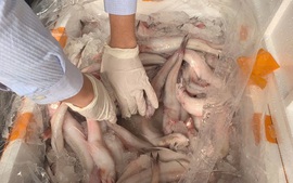 Phát hiện trên 10 tấn cá khoai chứa chất bảo quản cực độc