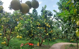 Đổi mới tư duy phát triển nông nghiệp: Từ sản xuất truyền thống đến kinh tế nông nghiệp hiện đại