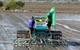 Cần Thơ quyết liệt triển khai Đề án 1 triệu ha lúa, hướng tới sản xuất xanh, phát thải thấp bền vững