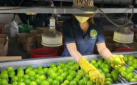 Xuất khẩu rau quả năm 2025 đạt kỷ lục 8,5 tỷ USD, cao nhất từ trước đến nay