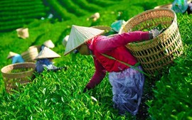 Khẩn trương 'mở lối' cho gần 500 container chè Việt Nam bị ùn ứ tại Pakistan